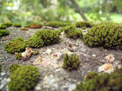 2004_07_27-moss 