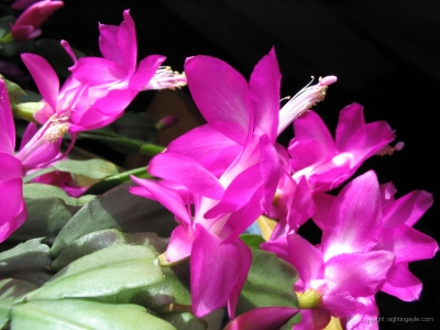 XMasCactus0010 