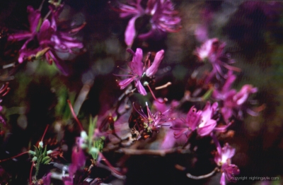 pinkflowers 