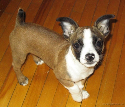 pup-apr29-05 