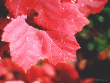 redleaf 