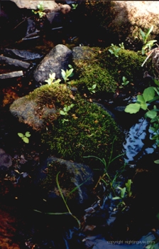stream_moss 