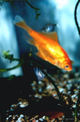 tarasfish 
