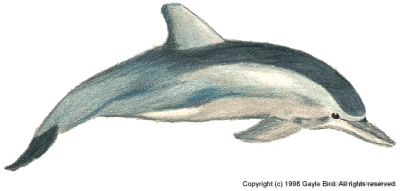 dolphin 