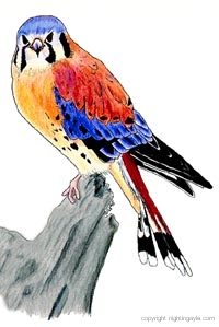 kestral 