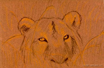 lionsm 