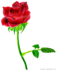 rose 