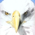 Eagletop 