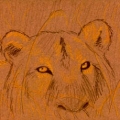 lionsm 