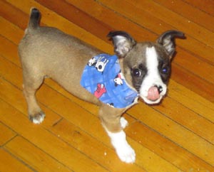 devilpuppy.jpg