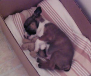 pup_mar_13.jpg